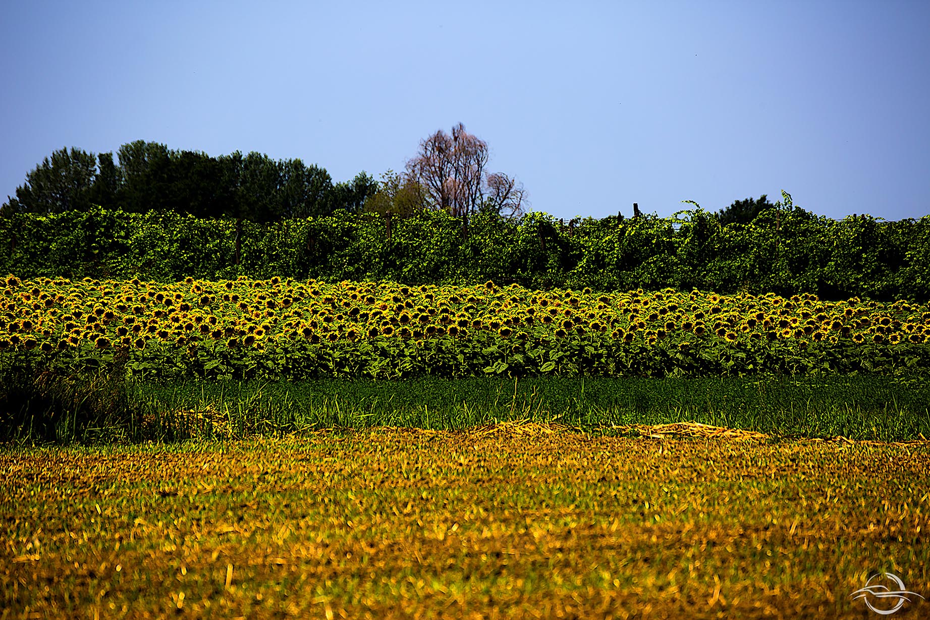 Sunflowers in Modena